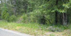 339 Poplar Drive IMG_2970